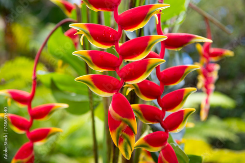 Red Flover pattern, tropical flowers background. Lobster claw, Heliconia Rostrata flower. Heliconia rostrata, the hanging lobster claw or false bird of paradise. photo