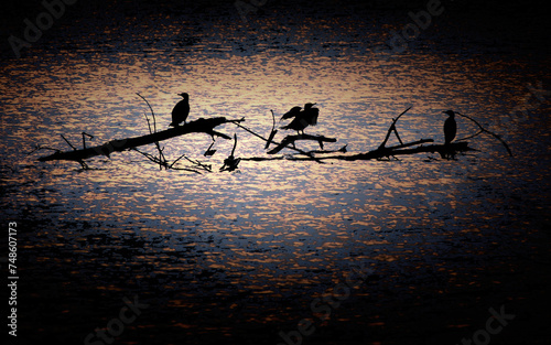 Ombres chinoises sur des cormorans photo