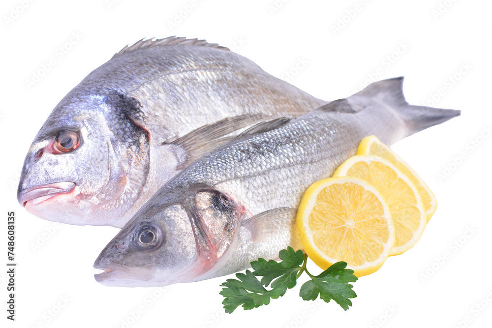 Dorado fish and seabass on a white background isolated