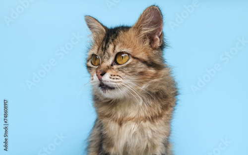 Fluffy maine coon cat standing in front of blue background while looking at camera. Close up of a long fur brown cat's head looking up isolated on blue background with copy space. photo