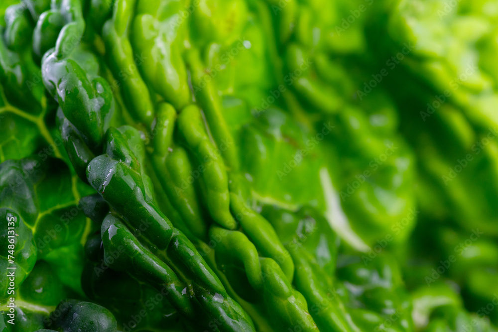 Abstract close-up of green, patterned leaves of kale with water droplets, green background Abstract close-up of green, patterned leaves of kale with water droplets, green background