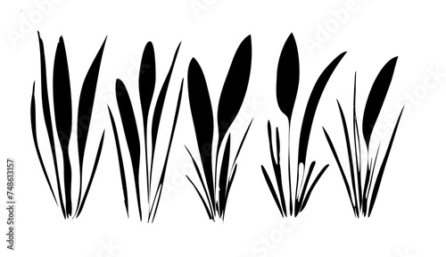 Abstract background with black silhouettes of meadow wild herbs and flowers. Wildflowers. Floral background. Wild grass. Vector illustration.