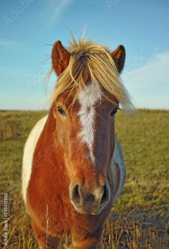 Horse  portrait and nature filed on countryside farm or agriculture adventure in environment  ranch or traveling. Animal  face and blue sky in summer or rural Texas outdoor or field  relax or outside