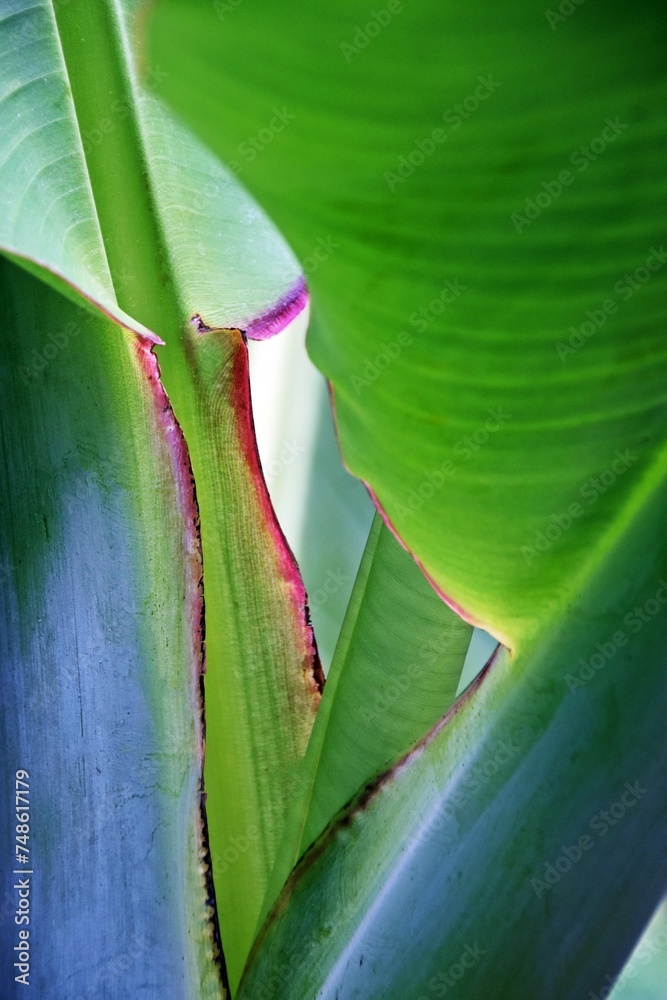 Obraz premium Close up of a new banana leaf
