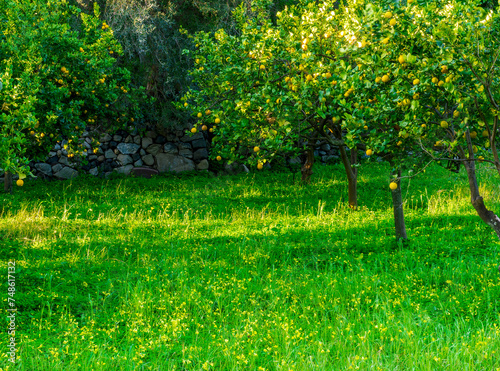 Fototapeta Naklejka Na Ścianę i Meble -  beautiful green and yellow shiny lemon garden with trees and amasing flowers and grass