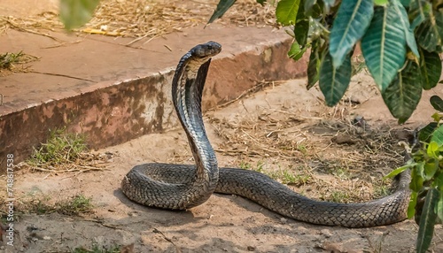 A cobra snake crawling on the ground  poisonous animal