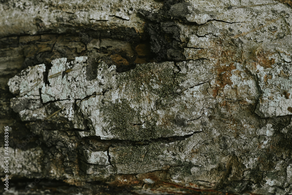 Natural texture of wooden tree bark Natural texture of wooden tree bark
