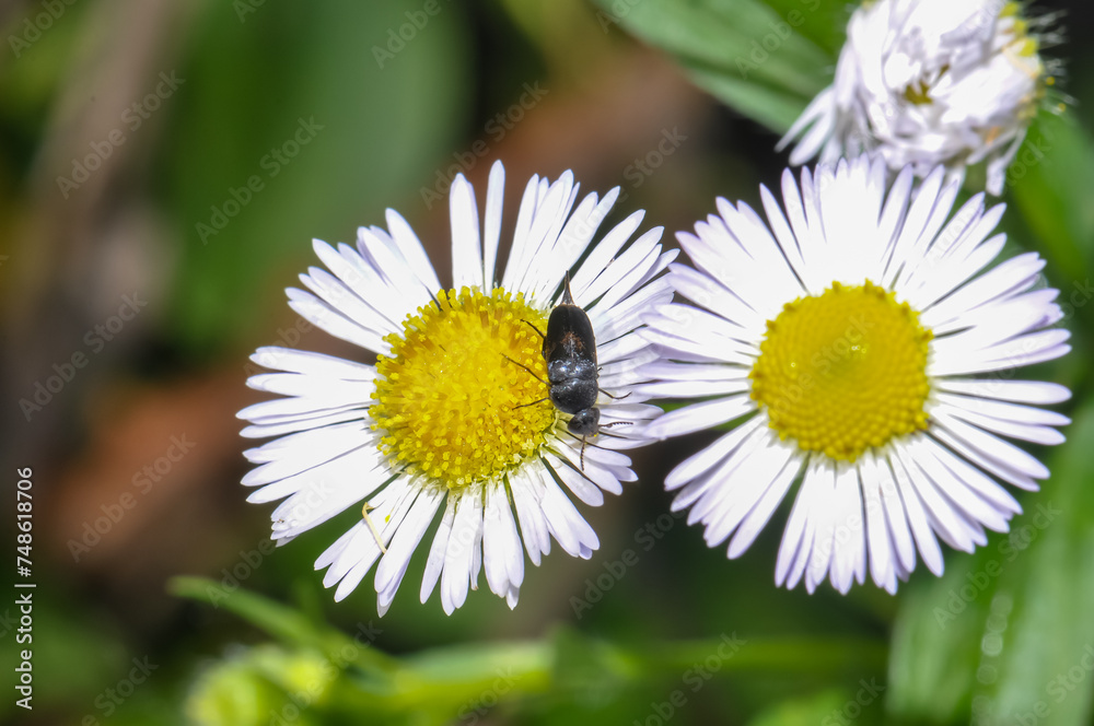 Obraz premium Tumbling Flower Beetles sitting on a daisy