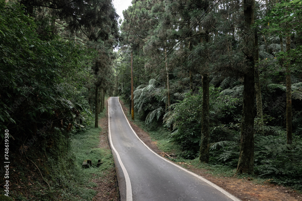 Obraz premium Deep in the mountain a little road go through a wild forest, with many tall trees and ferns, in Shuang-Xi, New Taipei City, Taiwan.