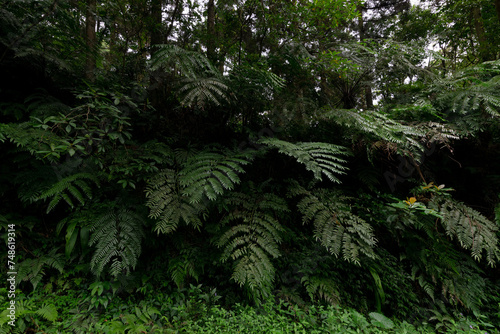 Nearby trail there’s a wall of many big fern, growing well in Shang-xi, New Taipei City, Taiwan.