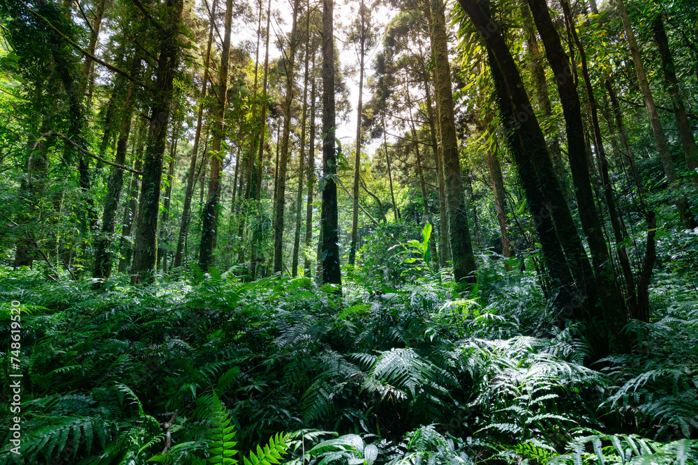 Warm sunlight go through the woods, shines on the ferns on the ground, in Shuangxi, New Taipei City, Taiwan. Warm sunlight go through the woods, shines on the ferns on the ground, in Shuangxi, New Taipei City, Taiwan.