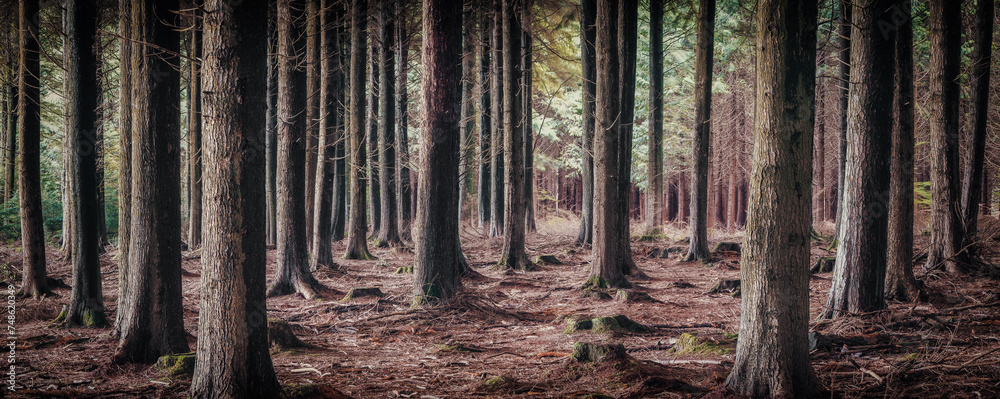 Ladock wood cornwall england uk Ladock wood cornwall england uk
