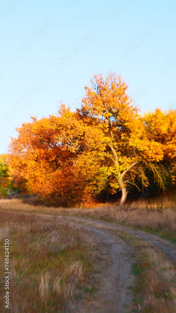 The image showcases a tree adorned in yellow-orange foliage, capturing the essence of autumn's brilliance as nature's palette shifts to warm hues, illuminating the landscape with a radiant glow The image showcases a tree adorned in yellow-orange foliage, capturing the essence of autumn's brilliance as nature's palette shifts to warm hues, illuminating the landscape with a radiant glow