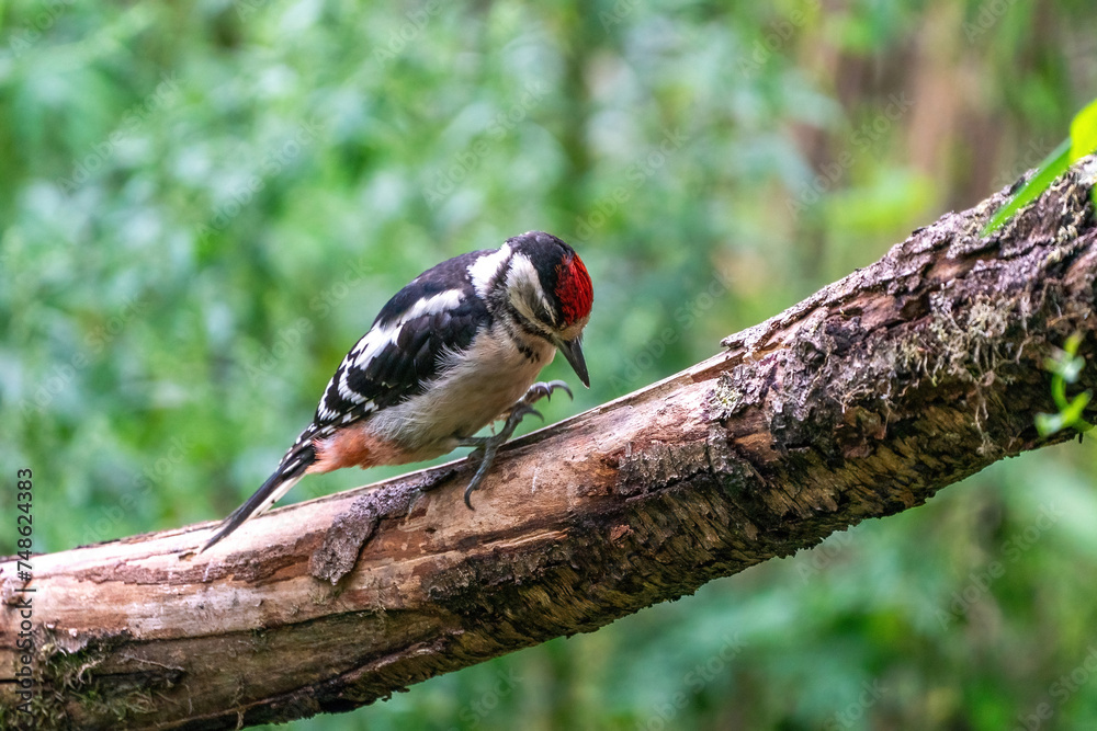 A woodpecker searches for insects on a tree trunk. Red feathers, green natural background in the forest. Happy animal, one animal.