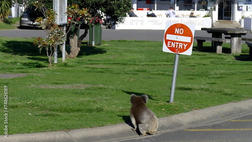 Photography Koala road sign