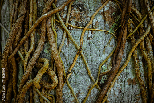 Natural texture of wooden tree bark © StanleyRevaldo