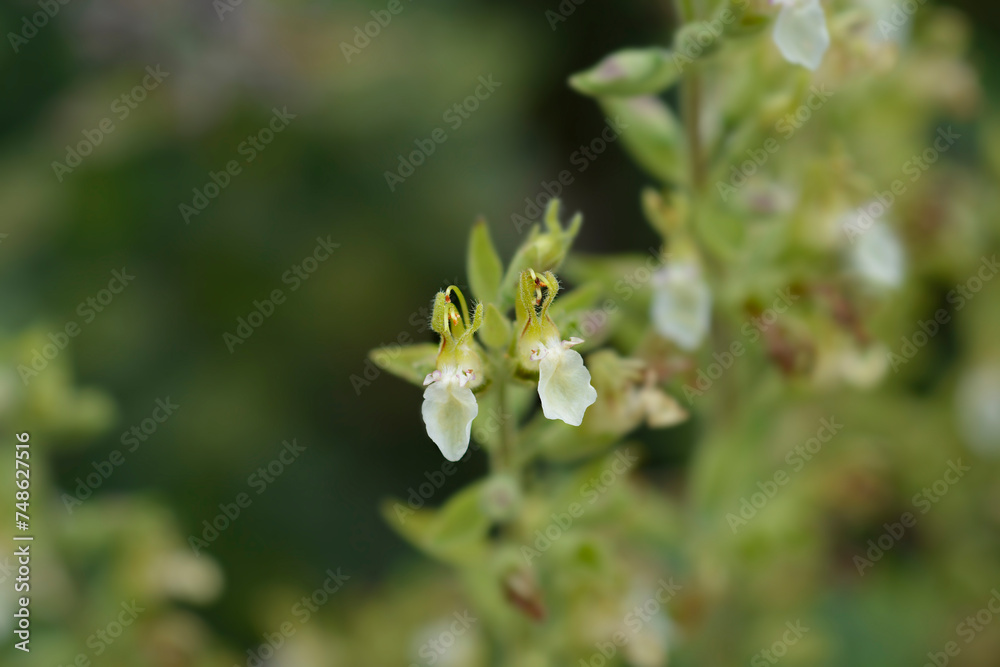 Yellow germander flowers