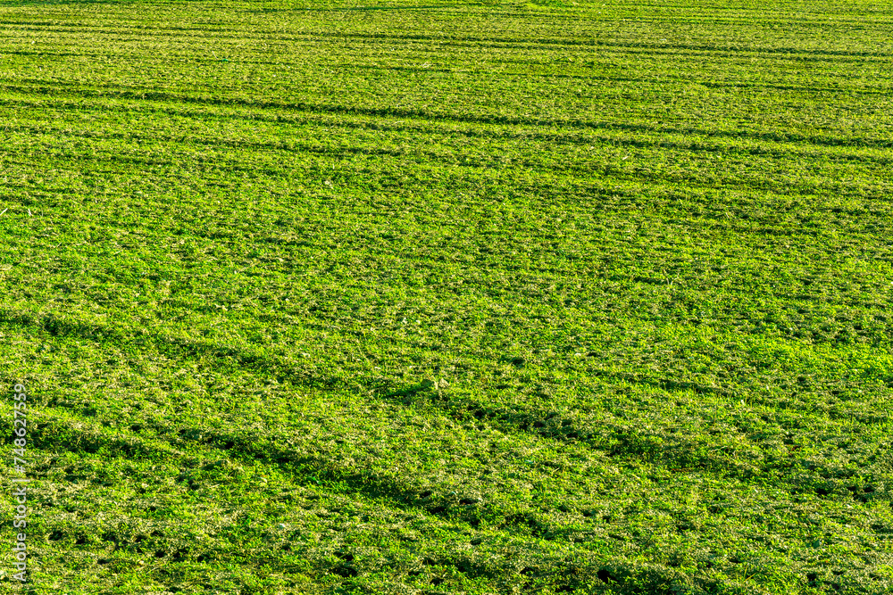 natural background of spring green field with  rows of toung salad growth. Agricultural landscape concept