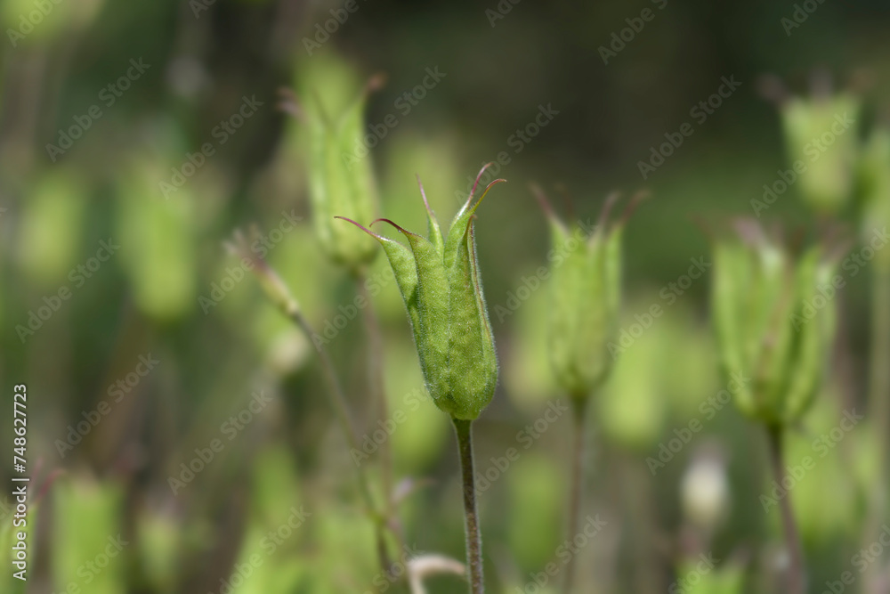 Naklejka premium Common columbine seed pods
