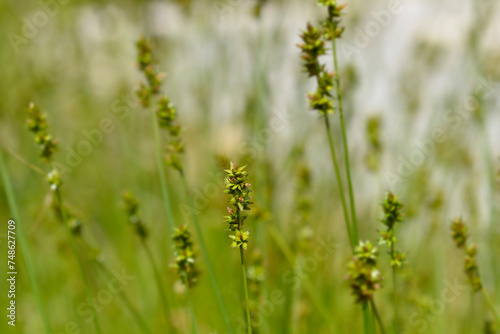 Prickly sedge 