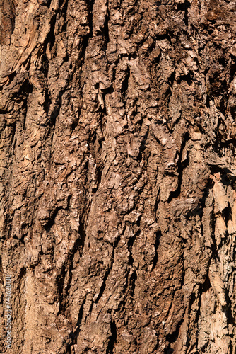 Candadian poplar bark detail