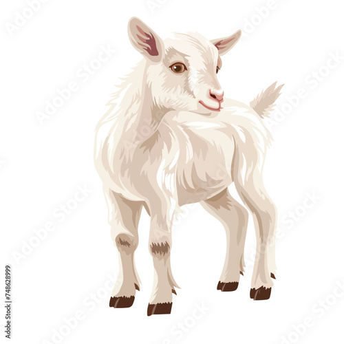 Little goat isolated on white. Domestic livestock. 