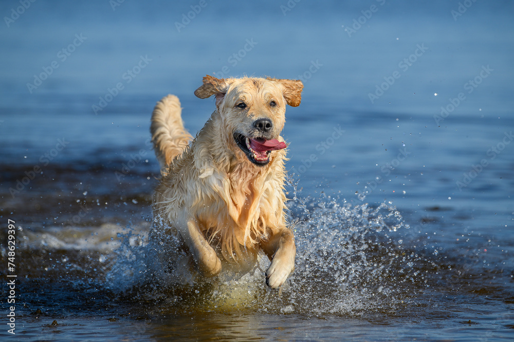 happy golden retriever dog running in water, close up shot happy golden retriever dog running in water, close up shot