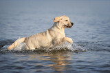 yellow labrador puppy running in the sea