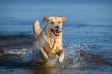 happy golden retriever dog running in water, close up shot