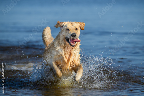 happy golden retriever dog running in water, close up shot