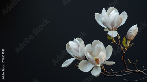 "Magnolia flowers with a dark background in their natural environment."