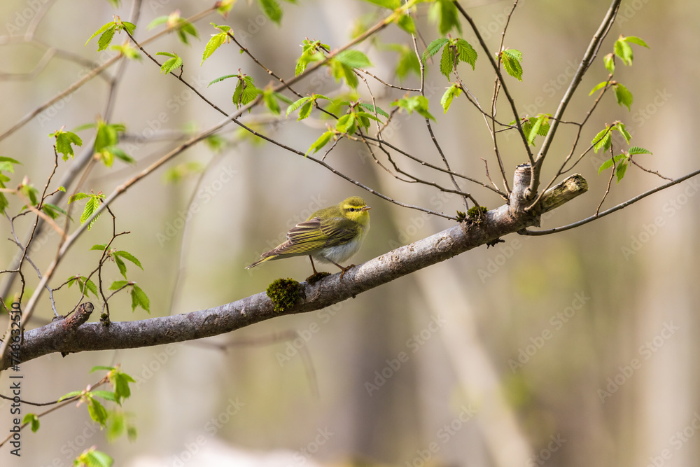 Leaf warbler on a budding leaves