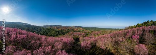 Aerial drone panorama of pink sakura cherry blossom on Phu Lom Lo mountain, Phitsanulok and Loei Province, Thailand