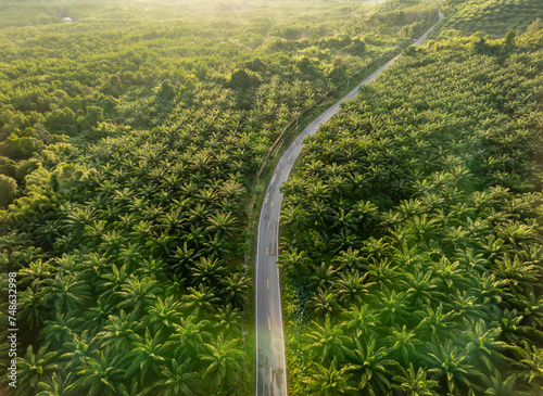 Arial view of road in the middle of palm plantation with green lens flare, Phang Nga, Thailand