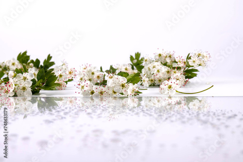 Hawthorn (Crataegus monogyna) flowers isolated on white background