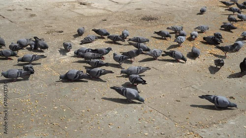 Gray urban common pigeon in a crowd of eating birds in the street close-up. People are feeding corn to pigeons. photo