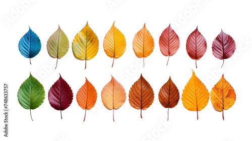 Vibrant Multicolored Fallen Leaves in Autumn Forest - Serene Nature Background with Red, Yellow, and Orange Foliage