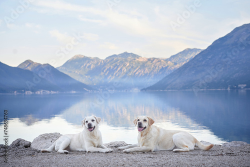 Two Labrador Retrievers dogs lounge on a pier, with a calm lake and mountains in the background