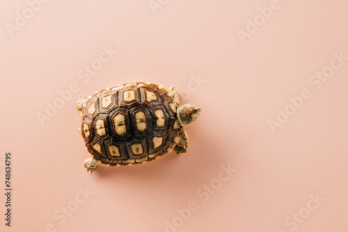 African spurred Sulcata tortoise walking isolated on pink background, desert tortoise photo