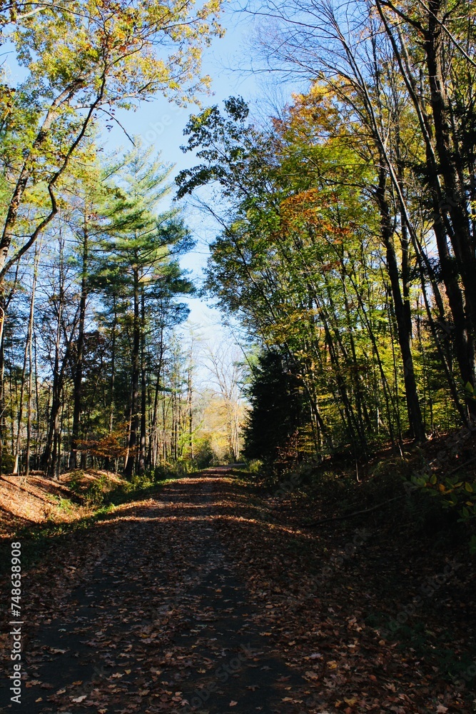 autumn in the woods