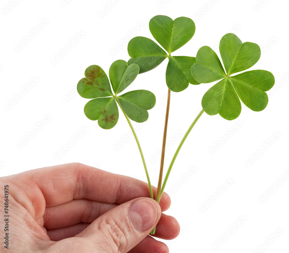 Hand Holding a Four-Leaf Clover Isolated on Transparent Background Hand Holding a Four-Leaf Clover Isolated on Transparent Background