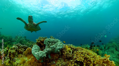 Turtle and tropical fish over corals. Underwater world landscape scenery. photo