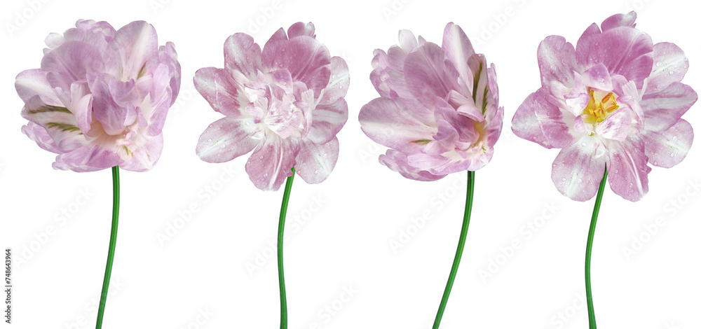 Set  flowers tulips  on  isolated background.   For design. Closeup.  Transparent background.  Nature.