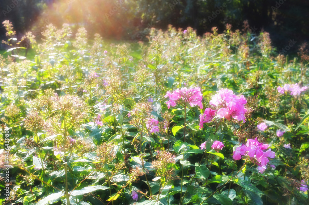 Obraz premium Nature, sunshine and bush of flowers in garden with natural landscape, morning blossom and floral bloom. Growth, flare and pink phlox in green backyard, countryside field and sustainable environment.