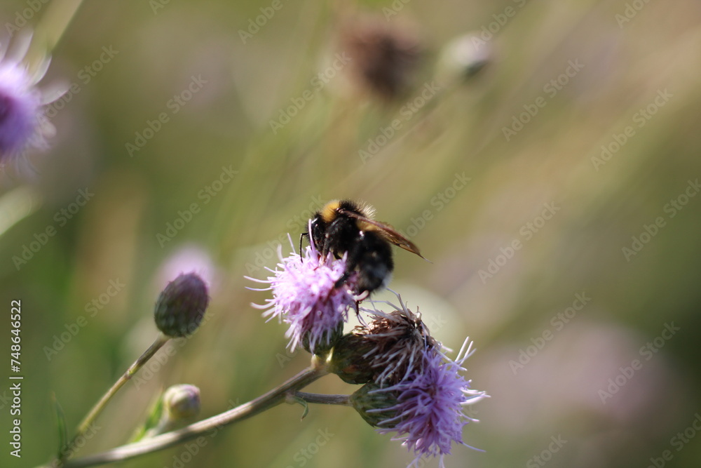 a bee on a purple flower in summer a bee on a purple flower in summer