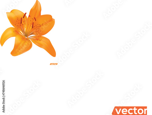 Vector realistic orange lily on a white background, orange lily flowers. Vector flat style, cartoon illustration