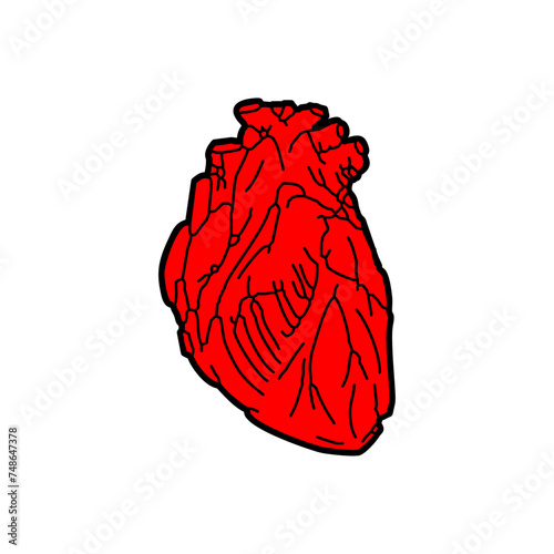 Anatomical heart hand drawing isolated © maryvalery