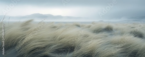 Amazing icelandic grass in beach during windy day. photo