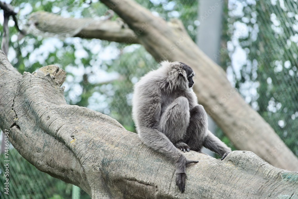 Obraz premium Monkey on trees