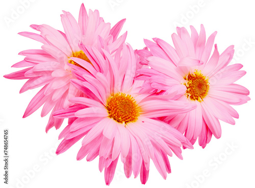 Chrysanthemums flowers isolated on a white background. Close-up. For design. Transparent background. Nature.